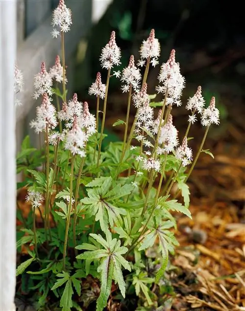 Пеноцвет Элизабет Оливер