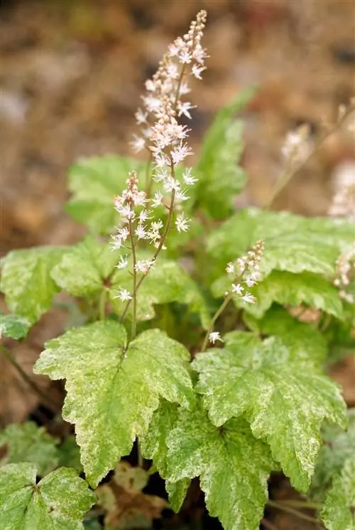 Тиарелла 'Heronswood Mist'