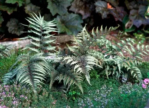 японские нарисованные папоротники