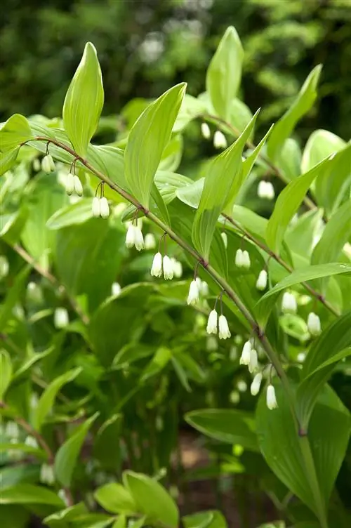 Печать Соломона белые цветы
