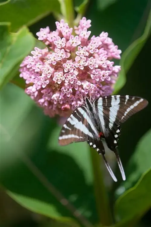 обыкновенная молочая бабочка