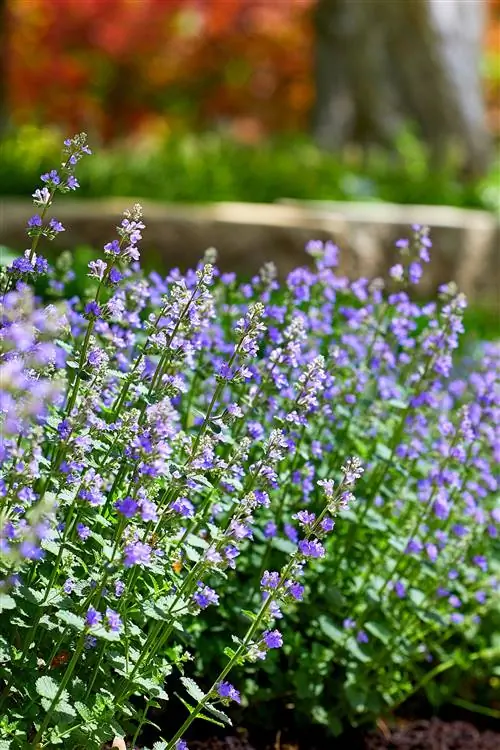 Пижама Непеты Кошки