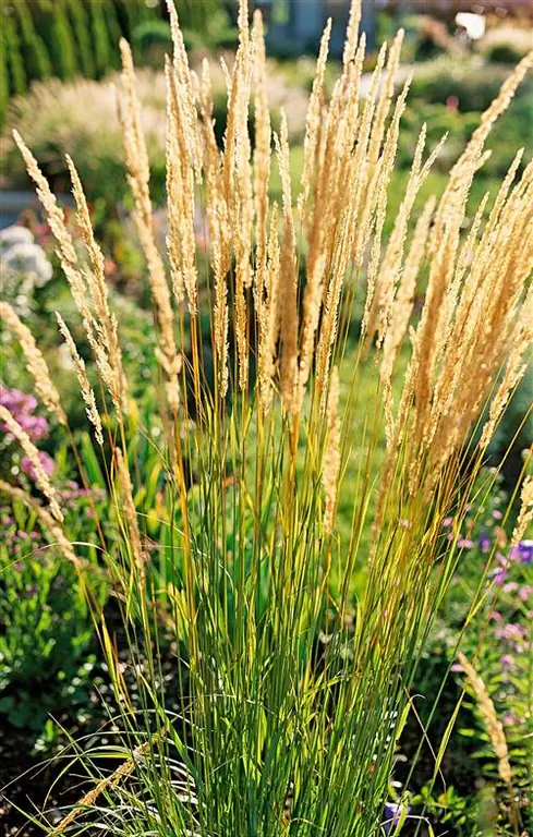 Перо вейник Calamagrostis 'Karl Foerster'