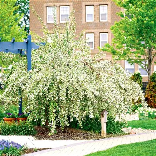 Плачущая яблоня Луиза