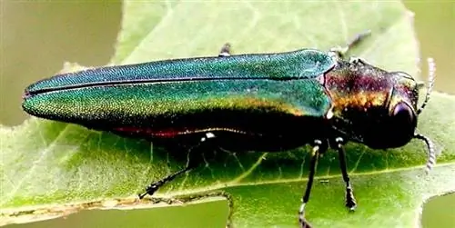 Изумрудный пепельный бур