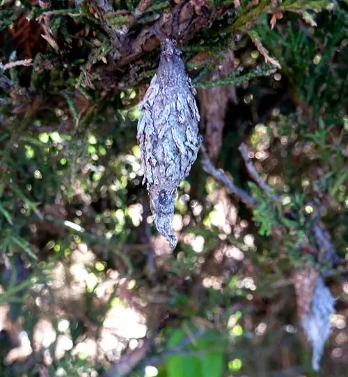 мешочница на можжевельнике