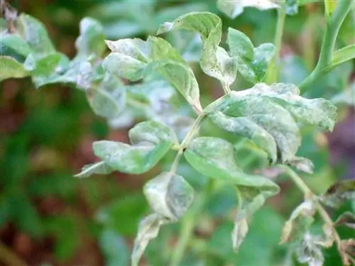 мучнистая роса на розе