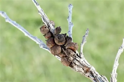 Галлы на болотном белом дубе