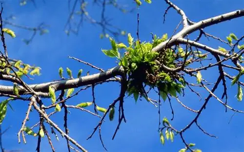 ведьмины метлы