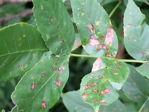 пепельная пятнистость листьев антракноз