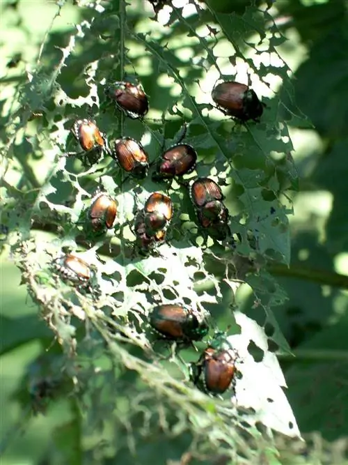 Японский жук поедает листья