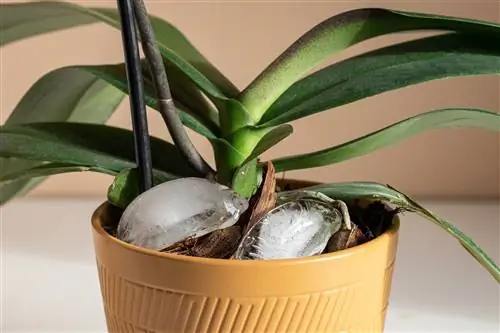 кубики льда на вершине орхидеи