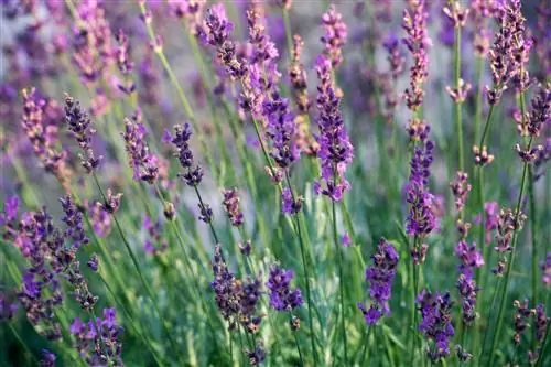 высокие фиолетовые цветки нектара