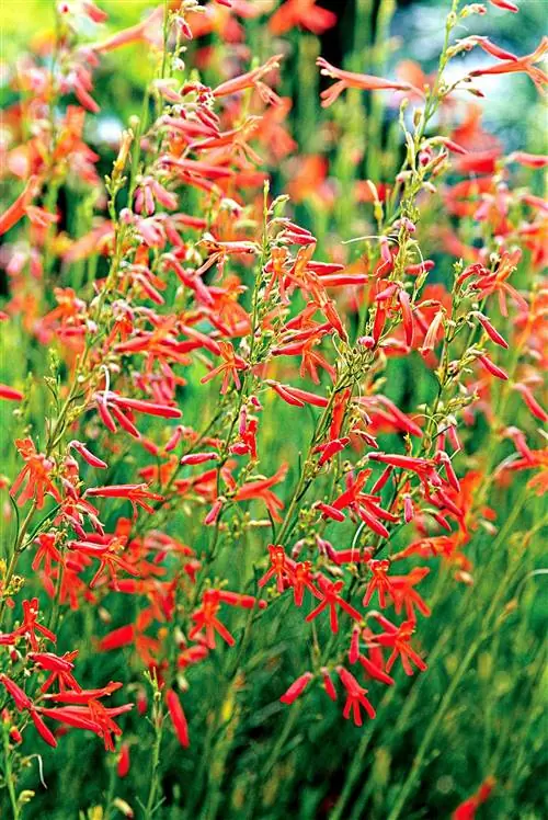 Сосновый лист Пенстемон