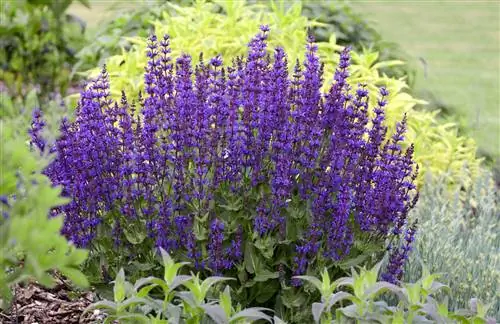 шалфей фиолетовый бунт в цвету