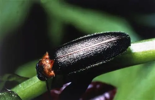 Обыкновенный светлячок, Coleoptera