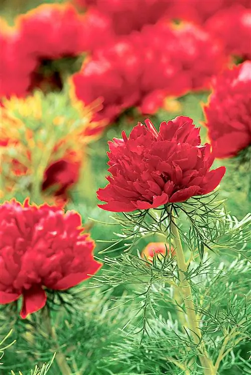 красные цветы пиона листьев папоротника