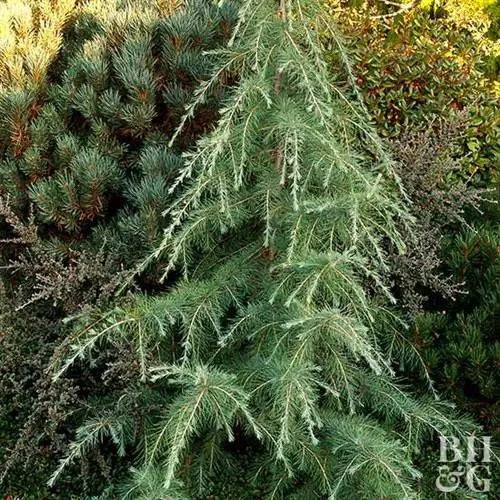 Лиственница европейская Larix decidua