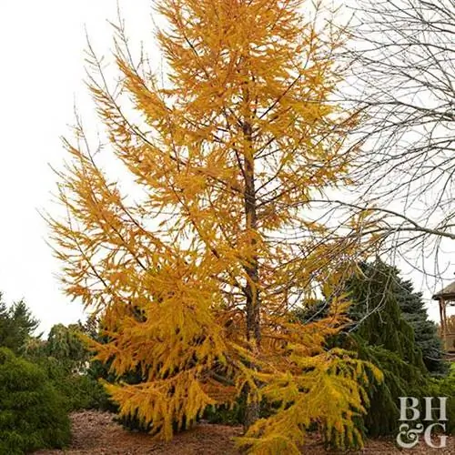 Тамарак Ларикс Ларицина