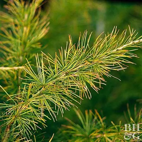 Лиственница 'Varied Directions' Larix decidua