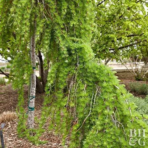 Плакучая лиственница Larix decidua 'Pendula'