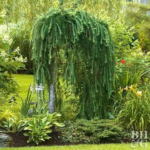 Как посадить и вырастить лиственницу