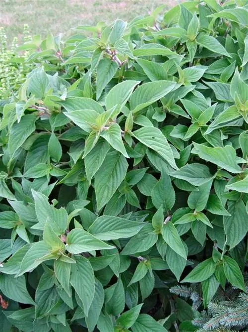 шалфей ананасовый шалфей элегантный