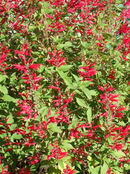 Как посадить и вырастить ананасовый шалфей