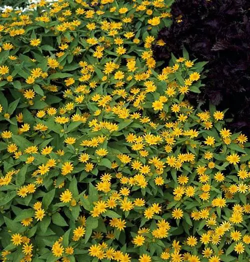 Меламподиум "Лимонное наслаждение"