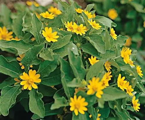 'Мелани' Меламподиум