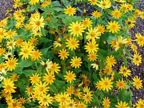 Меламподиум "Шоустар"