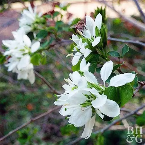 Орхидея анакачо, техасский шлейф (Bauhinia lunarioides)