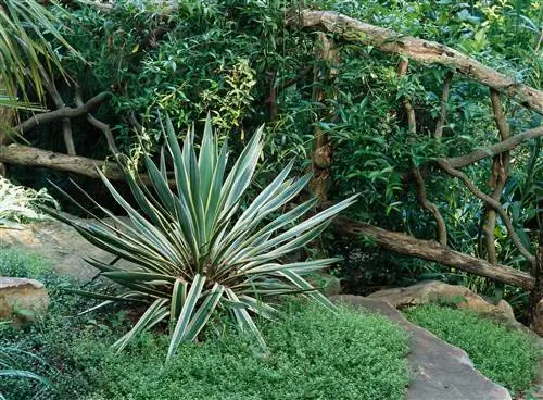 Юкка, юкка Bright Edge, растение (Yucca filamentosa 'Bright Edge')