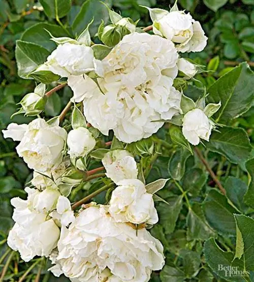 Белый Мейдиленд