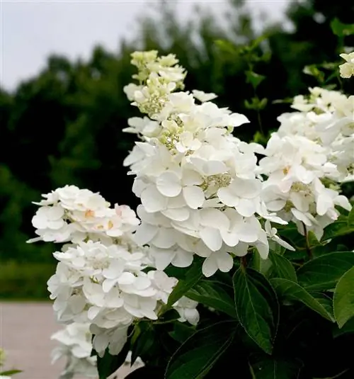 Полярная шаровая метельчатая гортензия