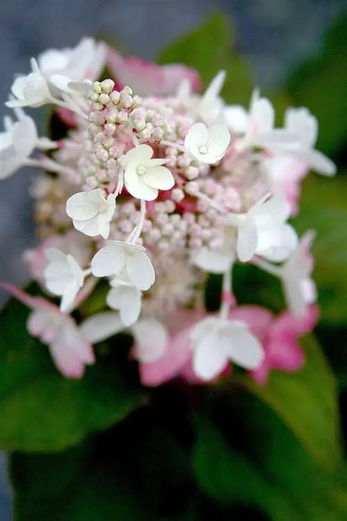 Гортензия метельчатая White Diamonds