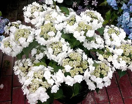 Свадебное платье Bigleaf Hydrangea