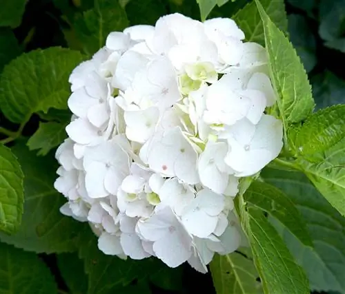 Blushing Bride Bigleaf Hydrangea