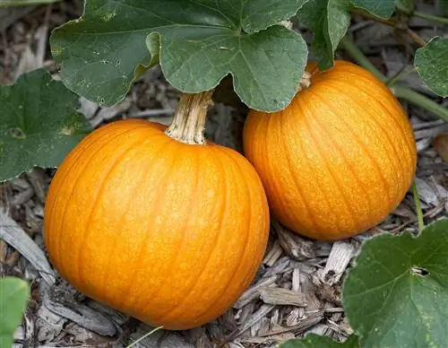 Да, выращивание тыквы на маленьком участке выполнимо - вот 7 советов