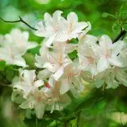 Рододендрон 'Осенняя лилия' (Encore Azalea)