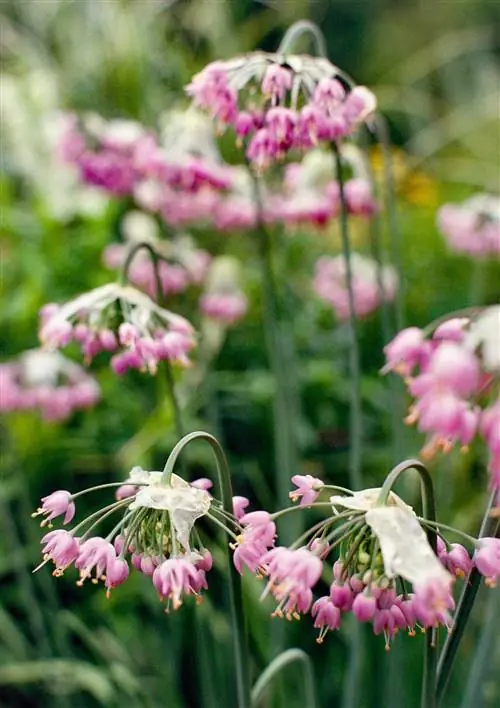 Кивающий лук Allium cernuum