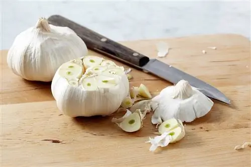 нож для разделки луковиц чеснока