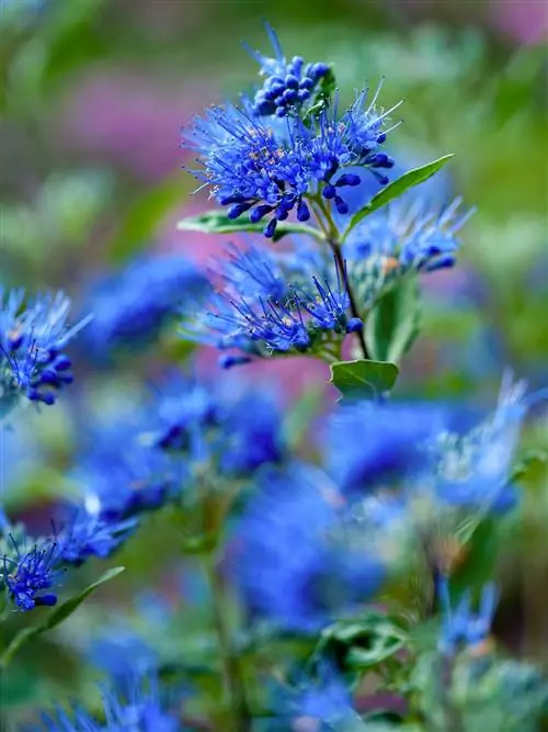 Caryopteris clandonensis Beyond Midnight синяя борода