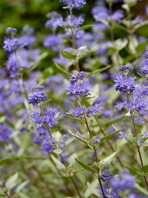 Caryopteris 'Longwood Blue' синяя борода