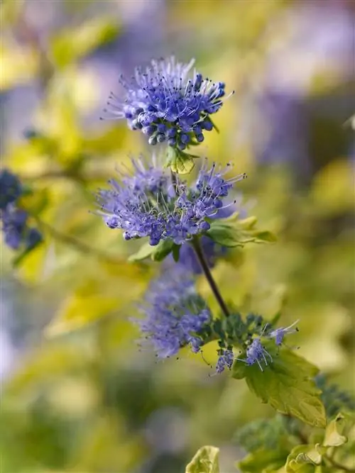 Caryopteris incana 'Jason' синяя борода