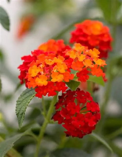 Lantana Luscious Citrus Blend