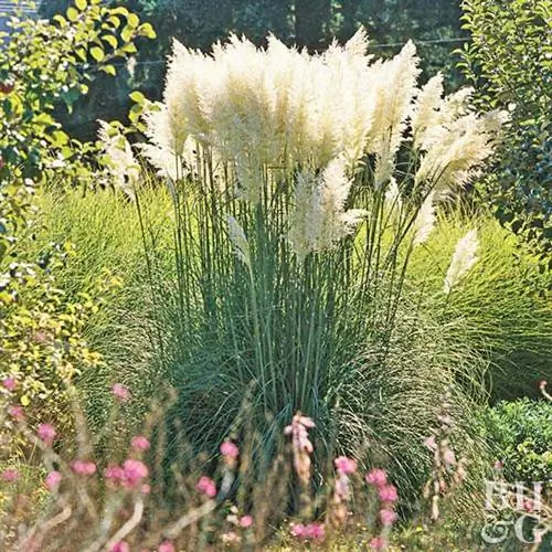 Карликовая пампасная трава Cortaderia selloana 'Pumila'