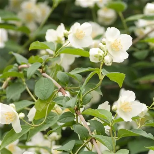 чубушник Philadelphus lewisii