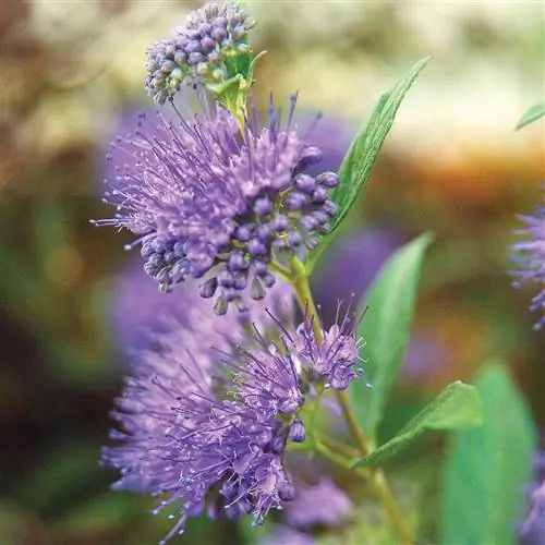 кустарник голубой бороды Caryopteris