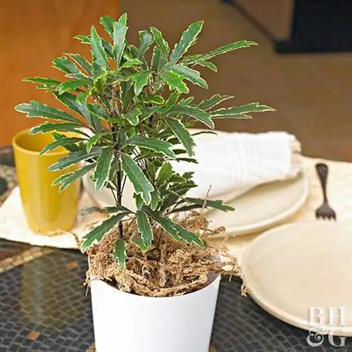 Аралия ложная (Schefflera Elegantissima)